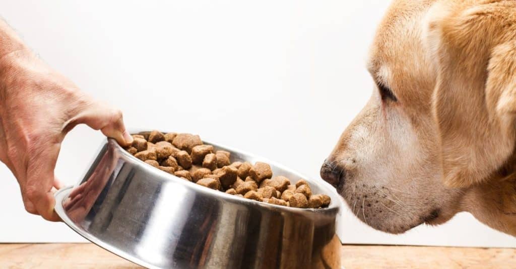 Nourriture pour chiens avec ou sans céréales, laquelle est la meilleure
