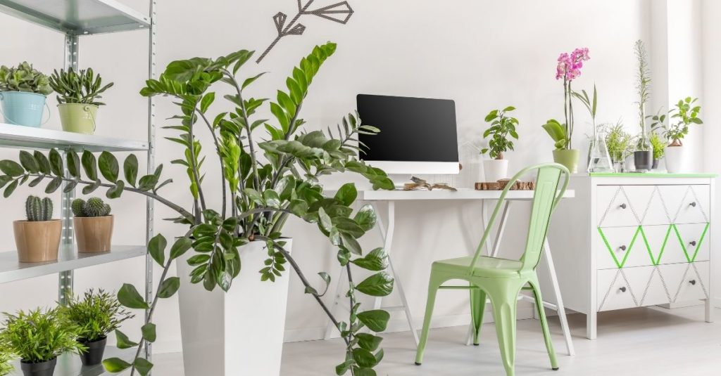 Top 10 des meilleures plantes pour votre bureau